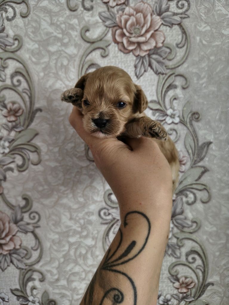 Cavapoo malutka suczka z króciutkim pyszczkiem do rezerwacji