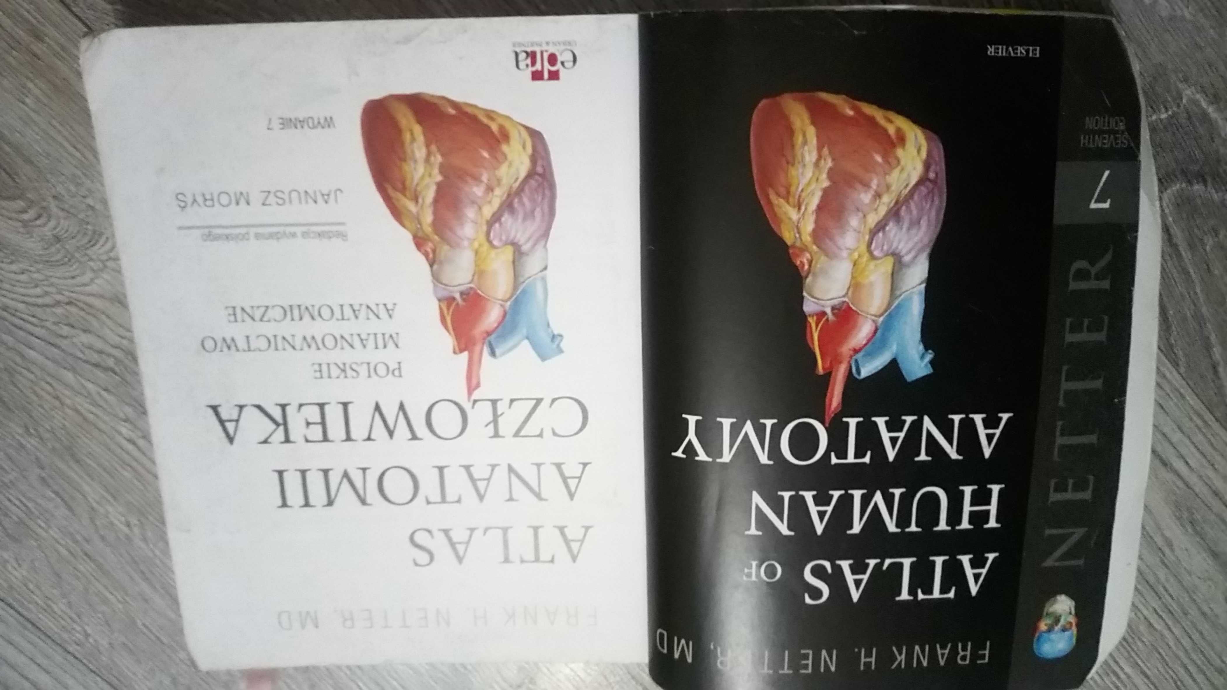 Atlas anatomii nettera wydanie 7