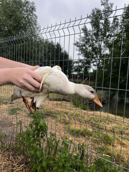 Sprzedam kaczki call duck