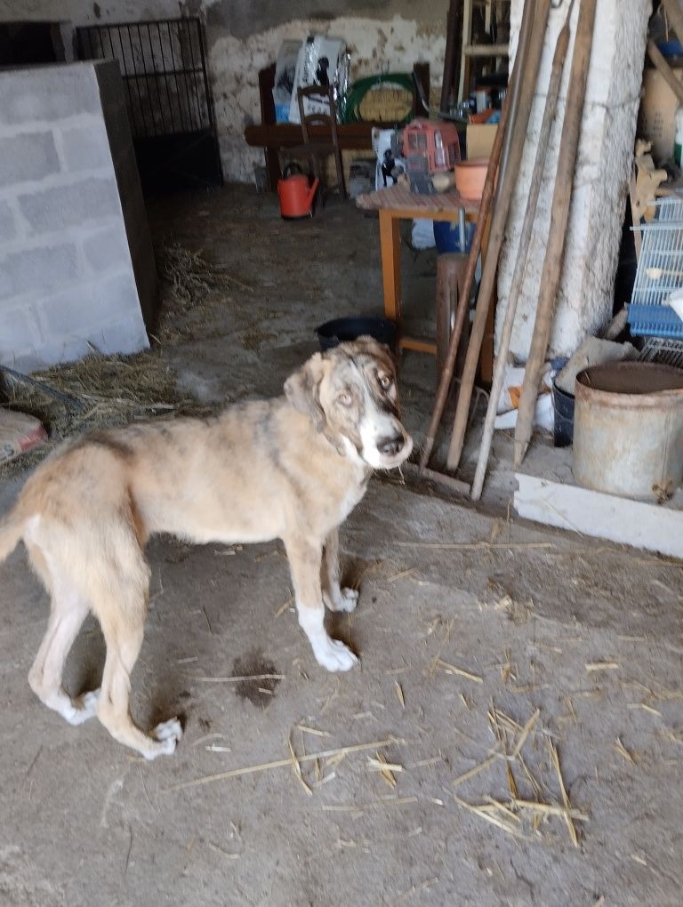 Cachorro com 7 meses