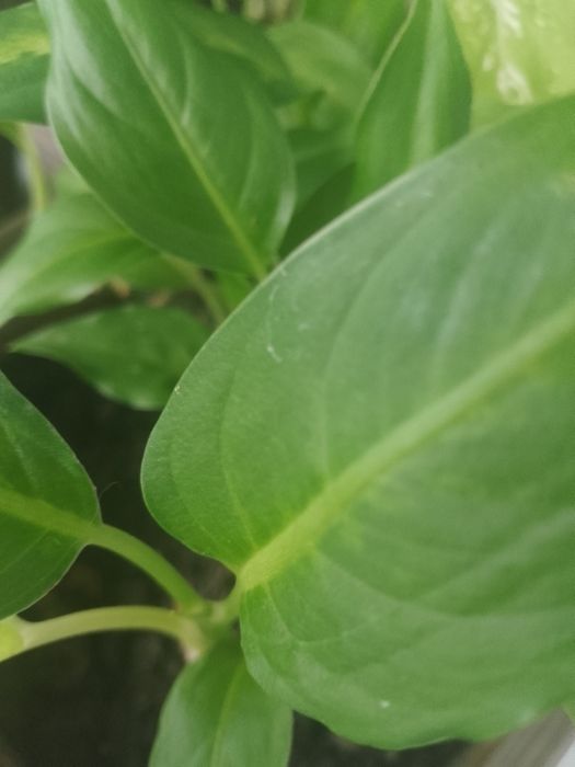 Продам  вазони..