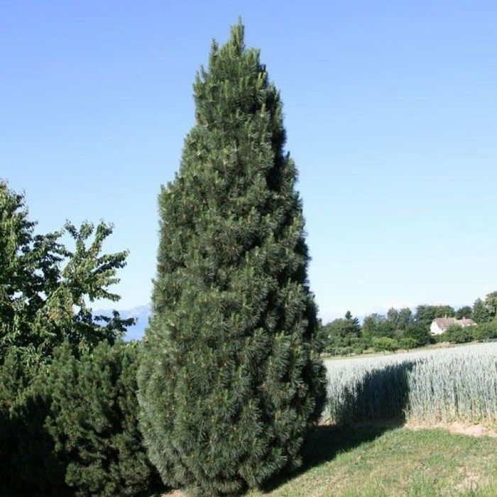 Саженцы Сосны черной Пирамидалис (Pinus nigra Pyramidalis)