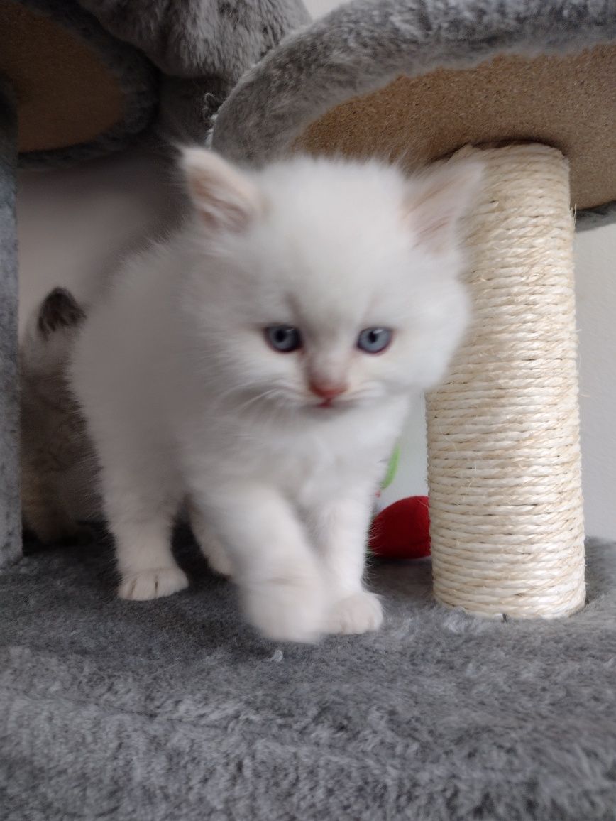 Kocurki rude pointy gotowe do odbioru