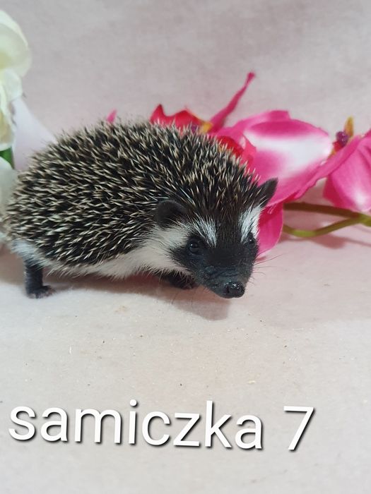 Jeż afrykanski jez pigmejski cudowne maluchy