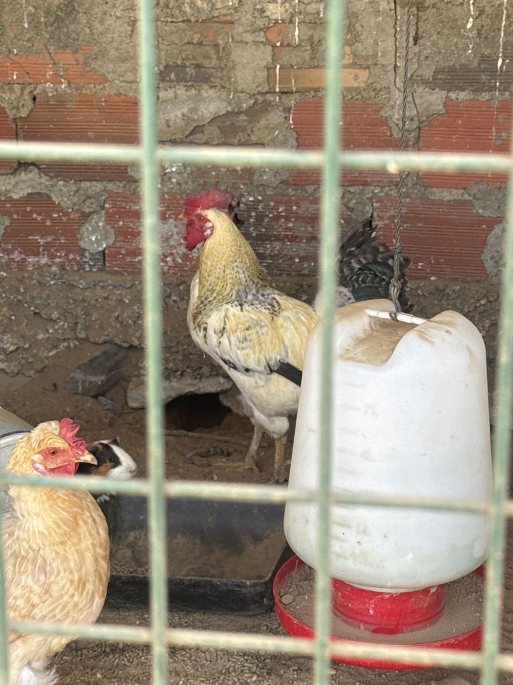 Galinhas varias racas