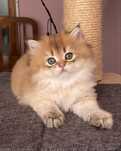 Gato British pelo comprido