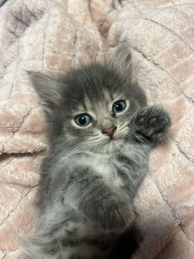Котёнок девочка,отдадим в хорошие руки)