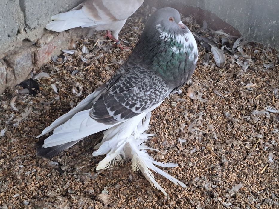 Garlacze pomorskie garlacz samica perłowy groch