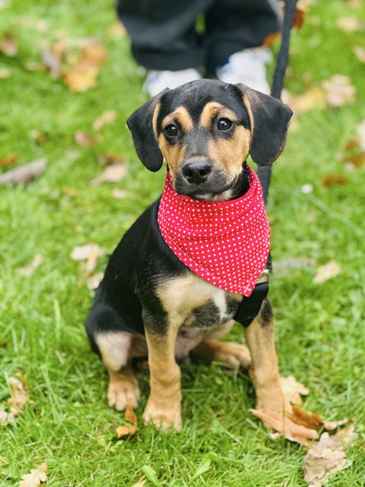 Cudny Fredi szuka domku