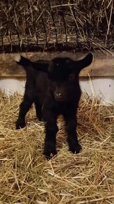 Sprzedam młodego koziołka