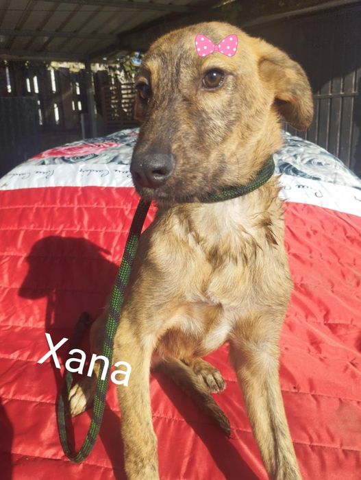 Xana para adoção muito responsável