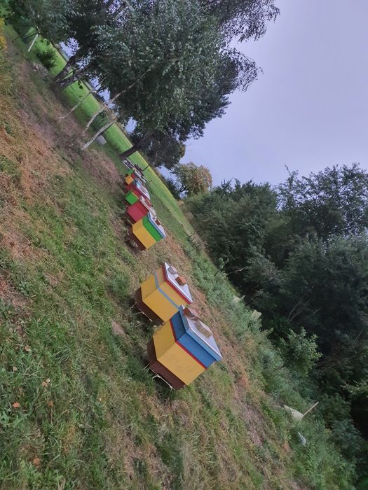 Pszczoły, rodziny pszczele, odkłady, pakiety