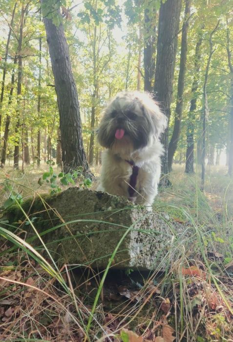 2 krycia  Shih-Tzu-pies reproduktor z rodowodem