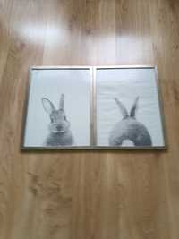 2 obrazy królikow