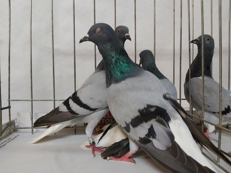 Gołębie Wyszfance Siwe