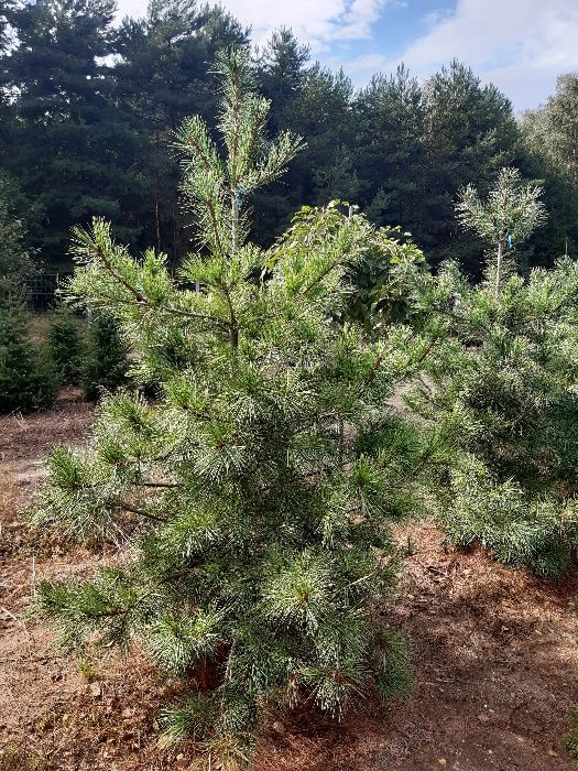 Sosna Armanda Limba różne duże do wysokości 400cm transport sadzenie.