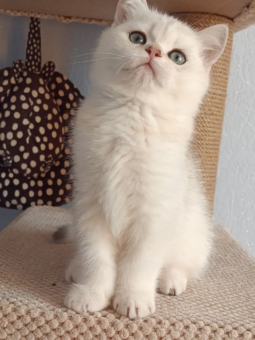 Срібне шиншиллятко