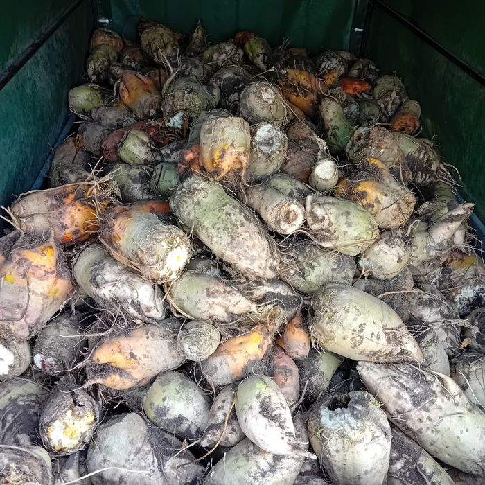 Buraki pastewne kolorowe