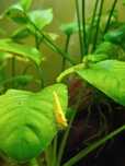 Krewetki Neocaridina Yellow Neon