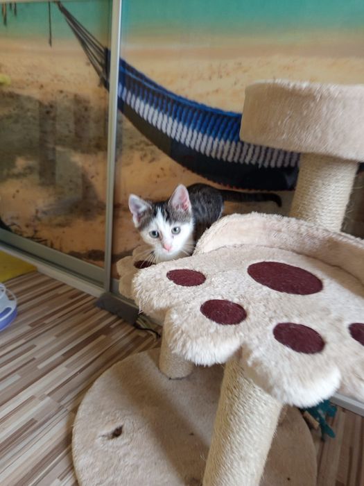 2 miesięczna kotka szuka domu niewychodzącego