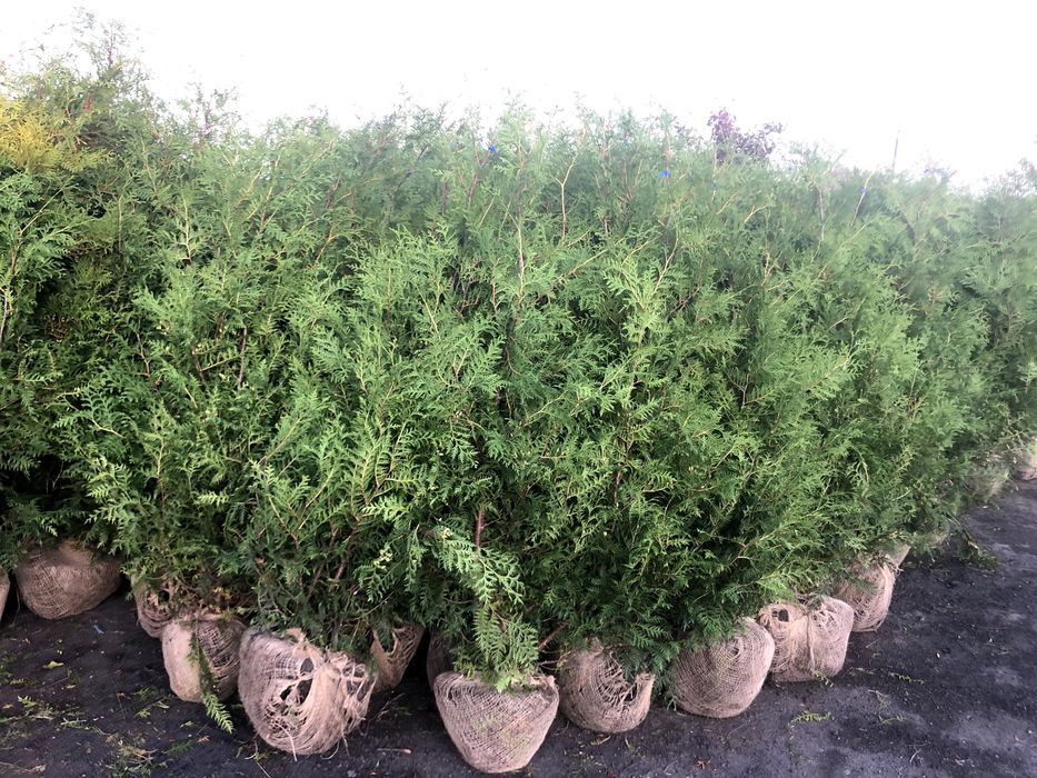 Piękna thuja tuja SMARAGD 140-160 cm Żywopłot Transport