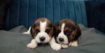 Wyjątkowe szczenie rasy Beagle tricolor do odbioru