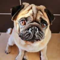 Pug carlin com Lop (Pedigree) procura Namorada