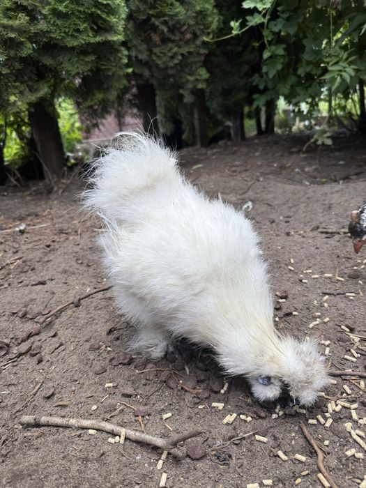 Silka/ kogut silki biały