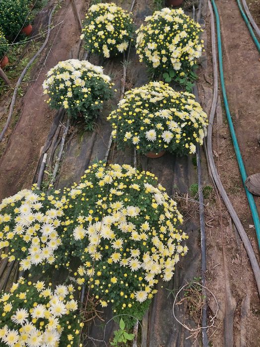 Chryzantemy doniczkowe