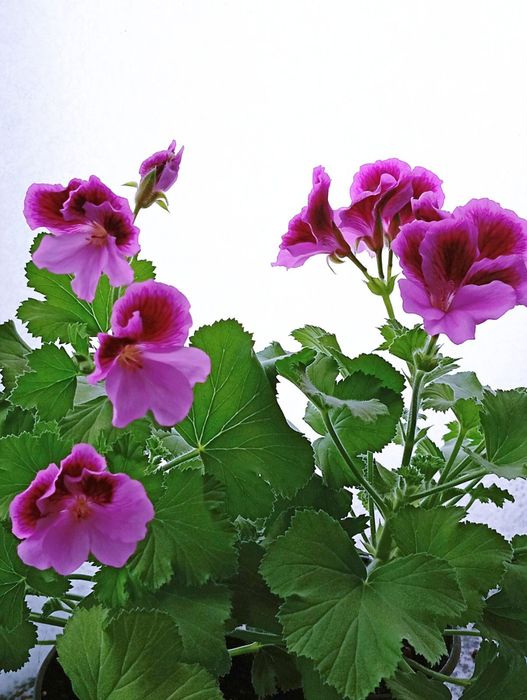 Королівська пеларгонія