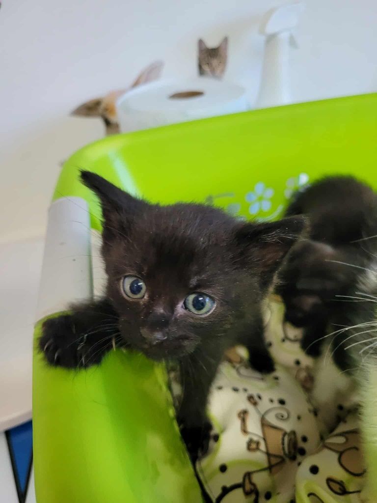 4 małe śliczne Kotki do adopcji
