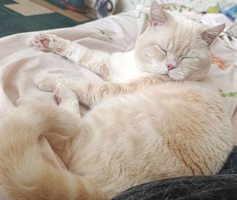 Шотландский скоттиш страйт е2133 Генри