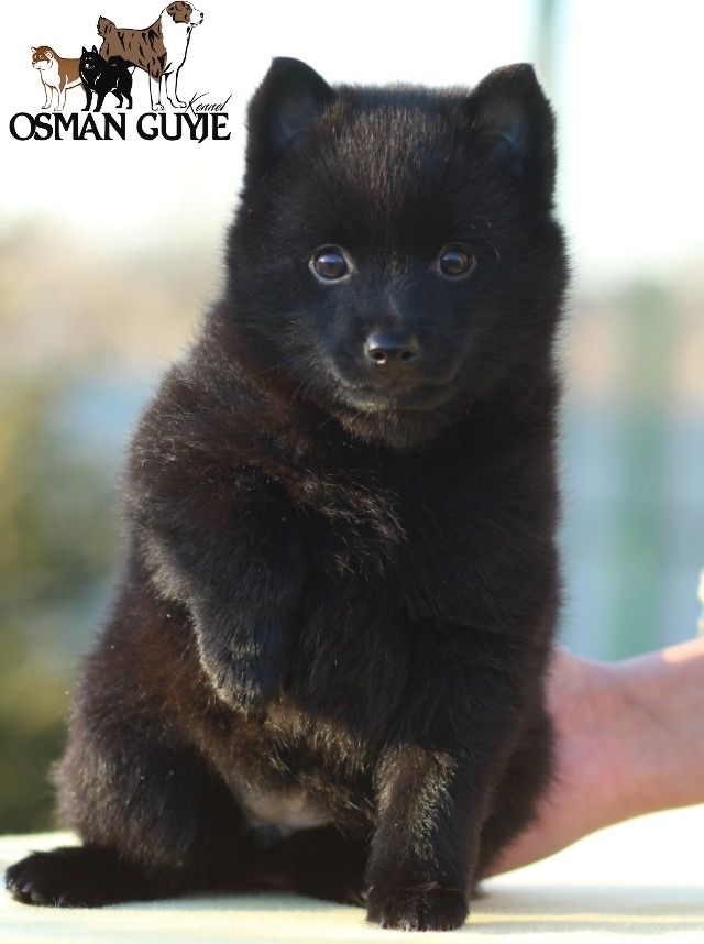 Великолепная девочка шипперке схипперке schipperke