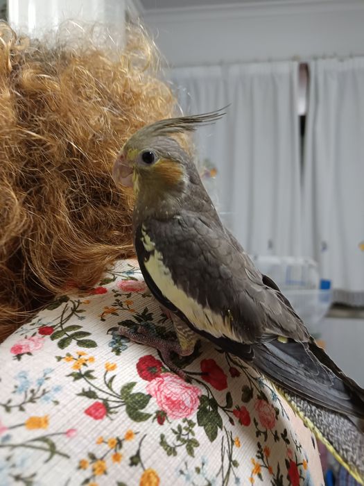 Caturras domesticada que fala