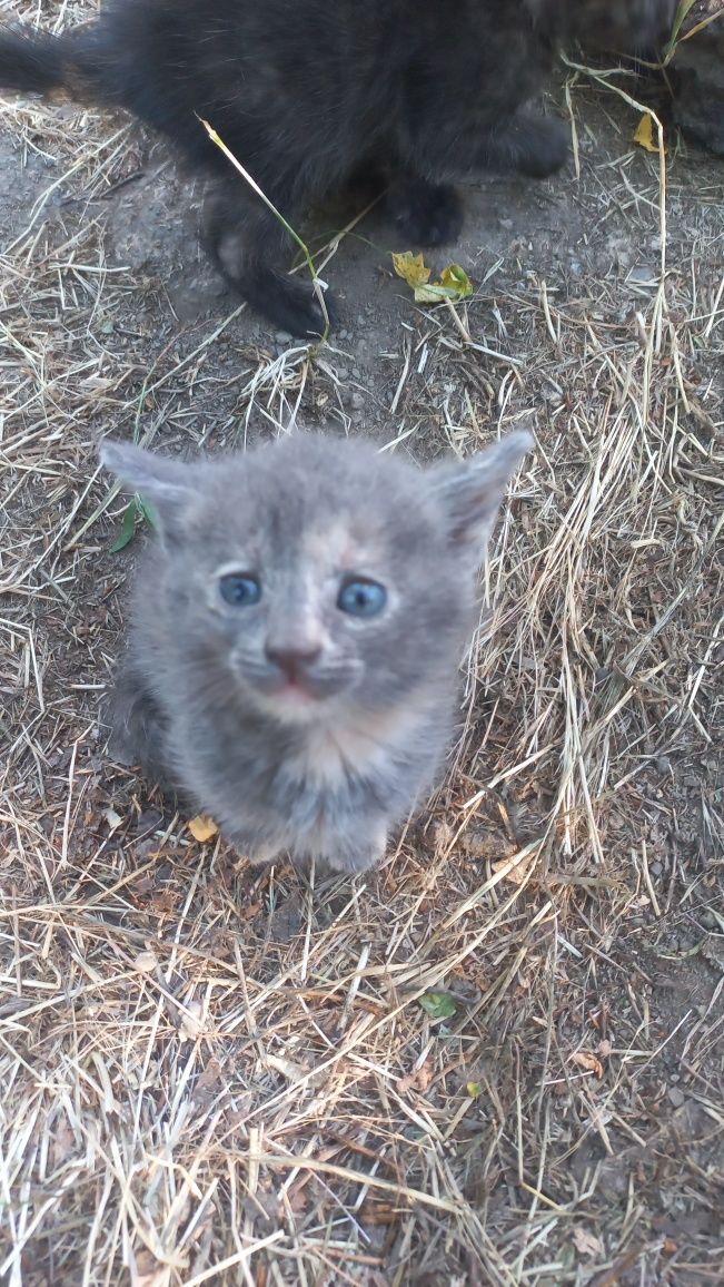 Кошенята безкоштовно
