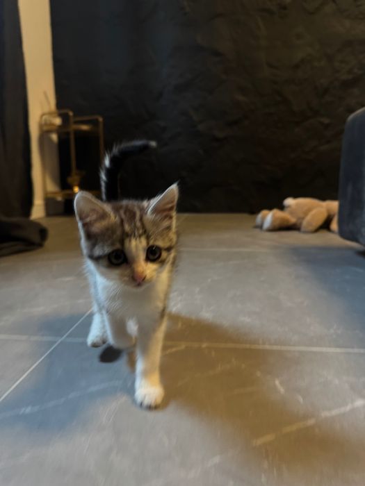 Дівчинка кошеня 1,5 міс шукає дім!