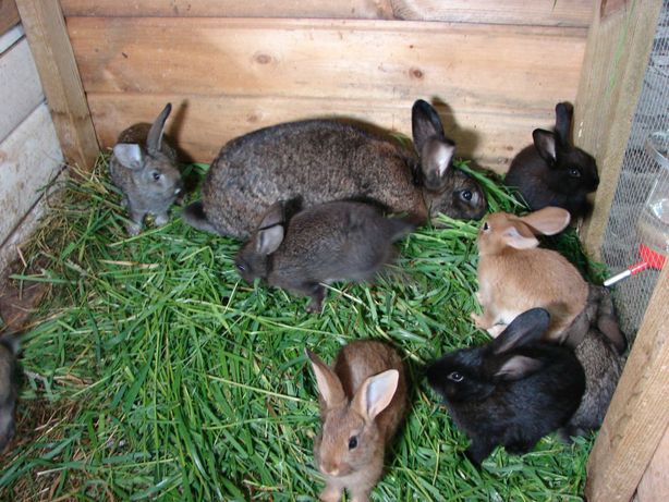 Młode króliki mieszańce w różnym wieku
