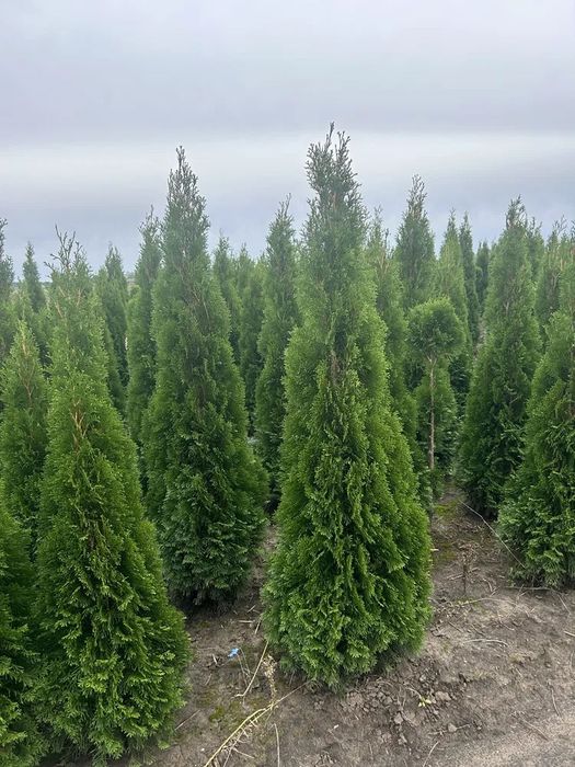 Tuja Szmaragd 120-180cm transport Sadzenie