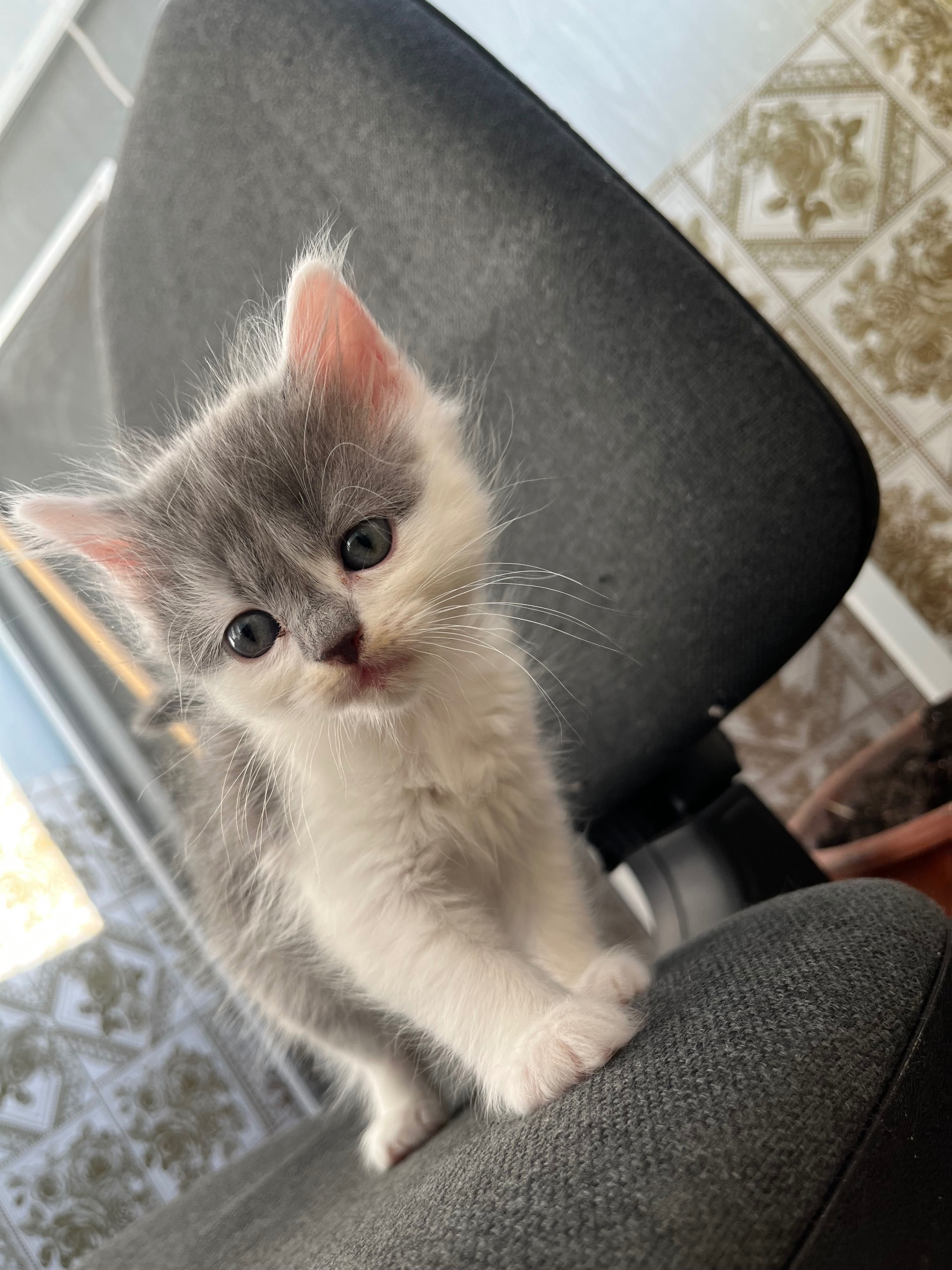 Кошенята безкоштовно