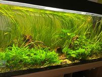 Rośliny akwariowe trawy, anubias, Cryptokoryna