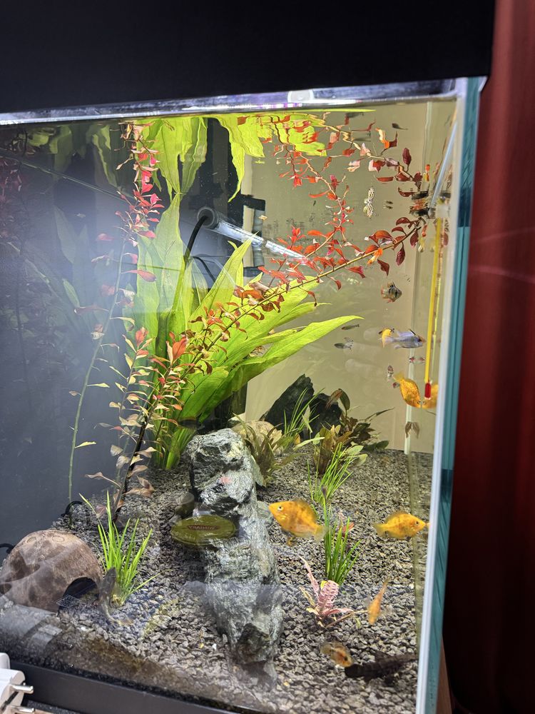 Akwarium opti white aquael 200 l
