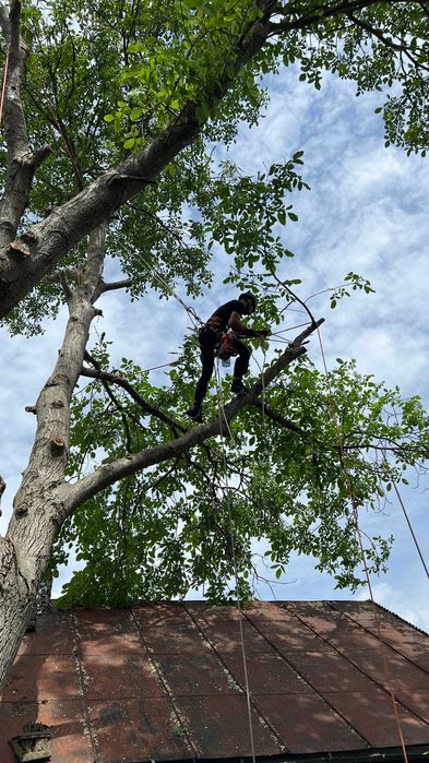 Зрізати дерево, кронування, санітарна обрізка дерева