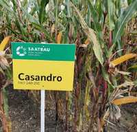 Kukurydza Casandro F1 50tyś - na ziarno, na słabe gleby.
