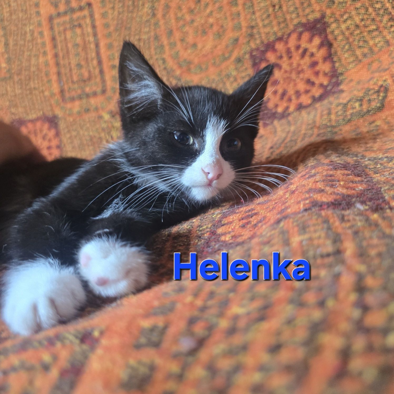 Trzymiesięczne kociaki do adopcji