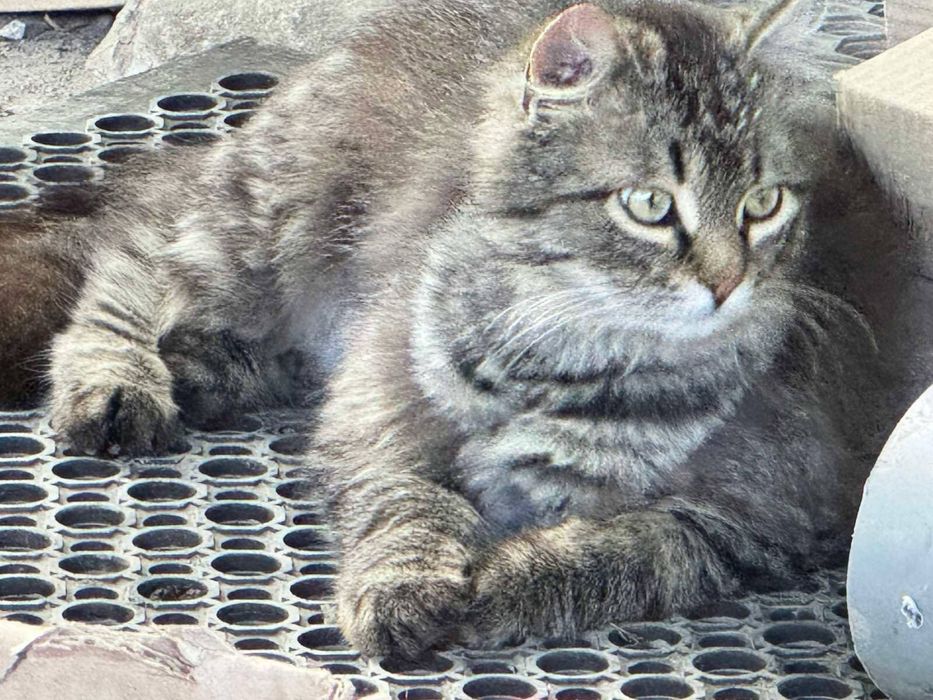 Кошенята в люблячі родини