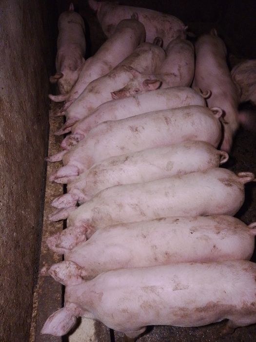 Продам дорослі свині, поросята