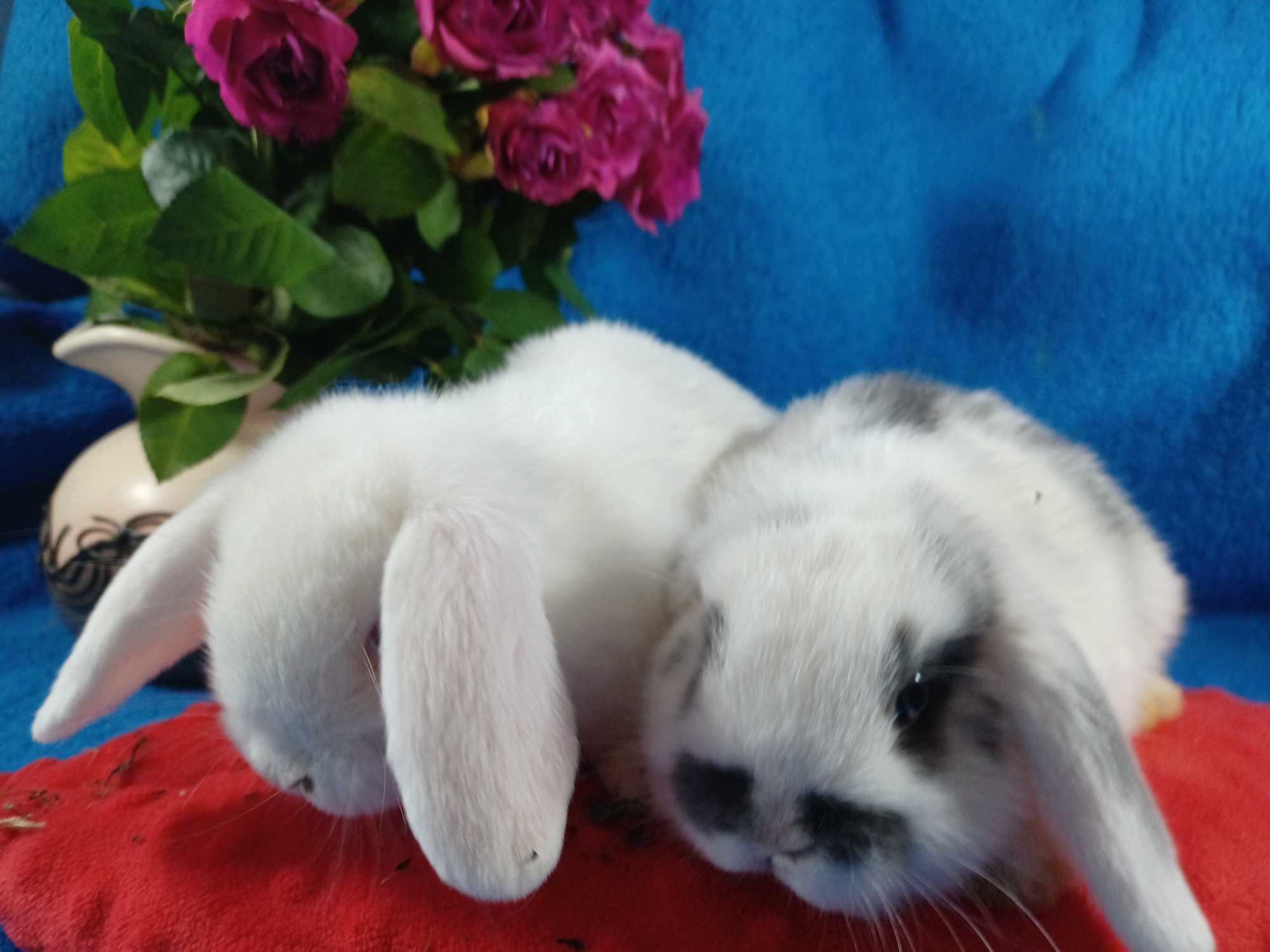 Mini Lop z hodowli Polskie -Jabłuszko PL.