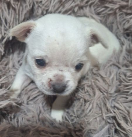Chihuahua Miniatura  BRANOO  Neve Mini