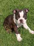 Boston terrier pies + wyprawka
