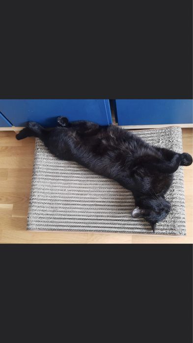 ECO drapak dla kota LEZANKA z drewnianym frontem od Kocie Sprawki